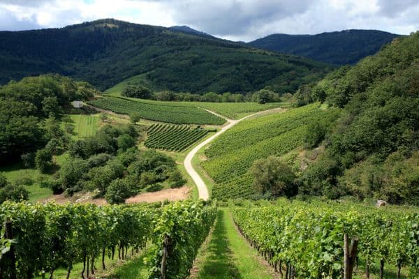 Forets et vignes