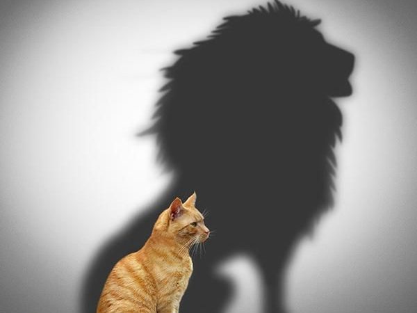 Chat lion
