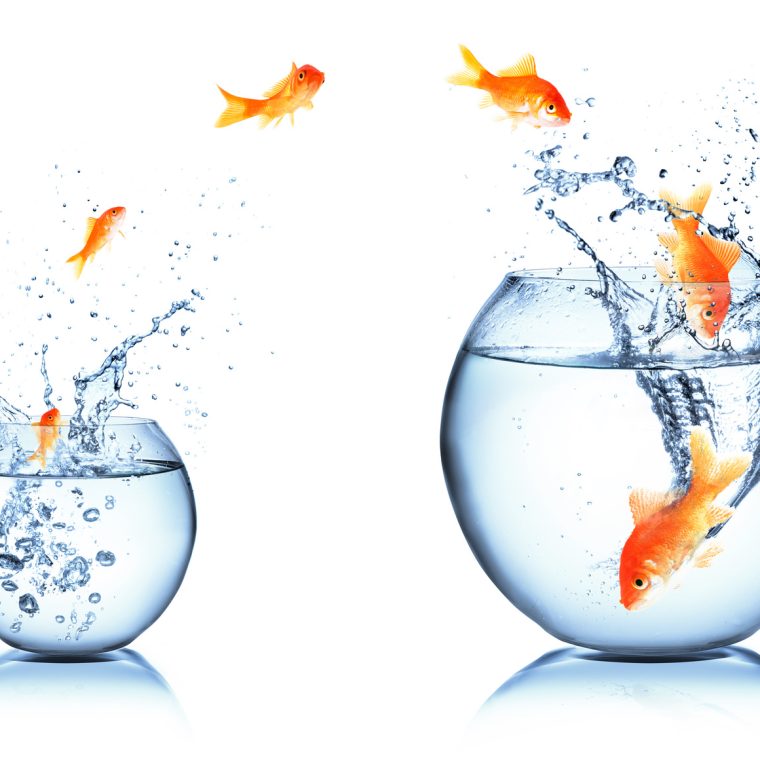 Changement d'aquarium