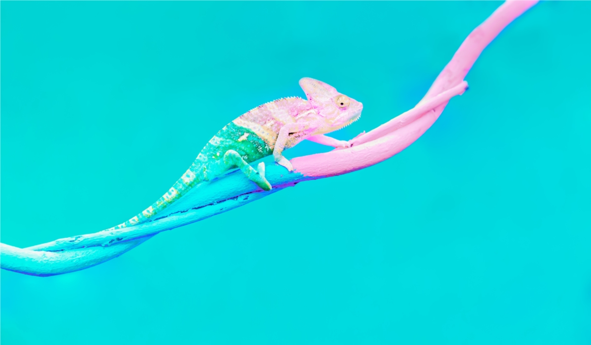 Caméléon