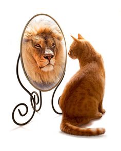 Reflet d'un chat dans le miroir