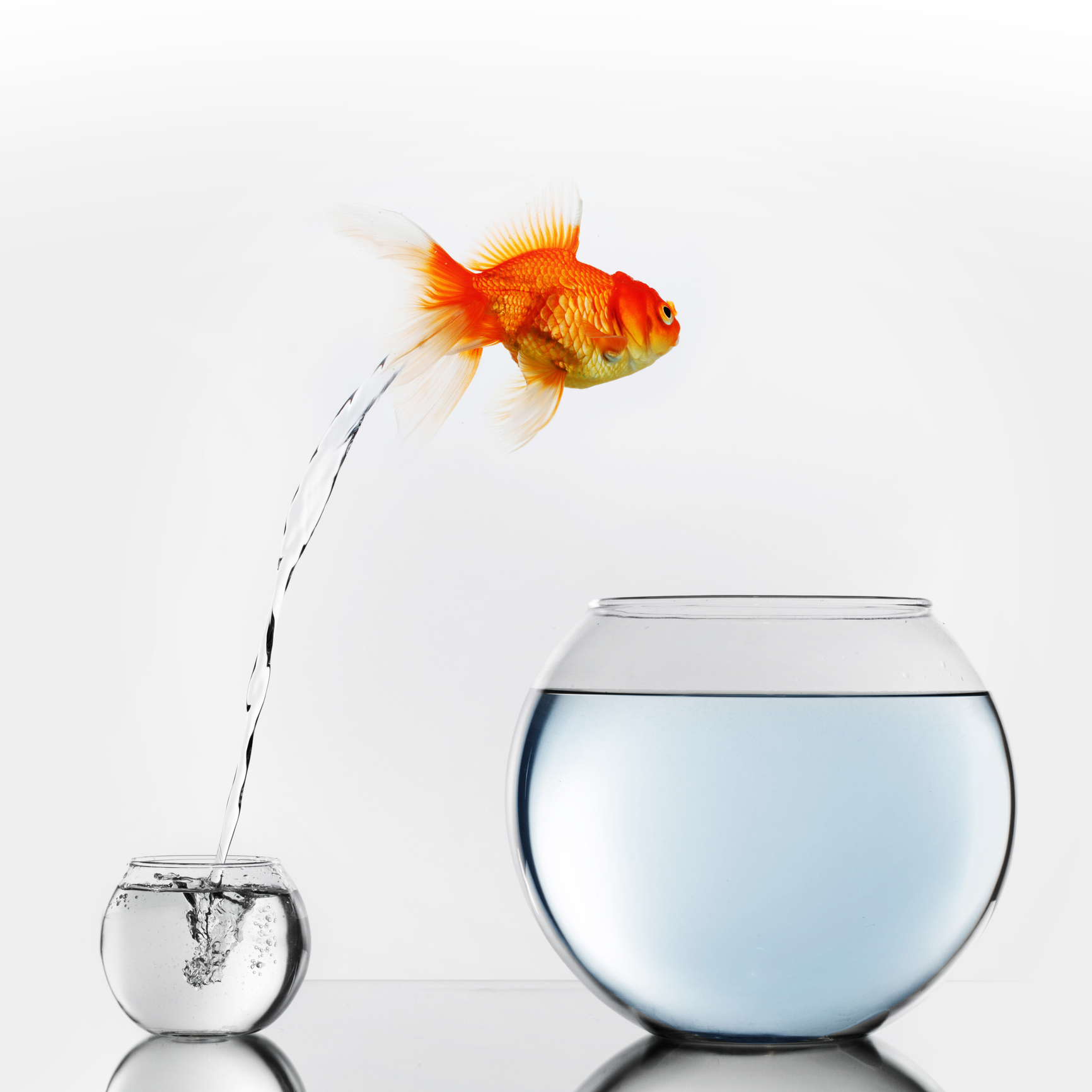 Poisson rouge change d'aquarium
