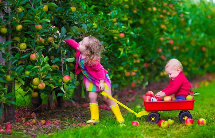 Enfants cueillent des fruits