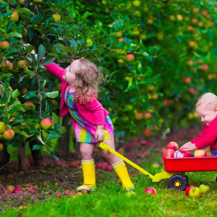 Enfants cueillent des fruits