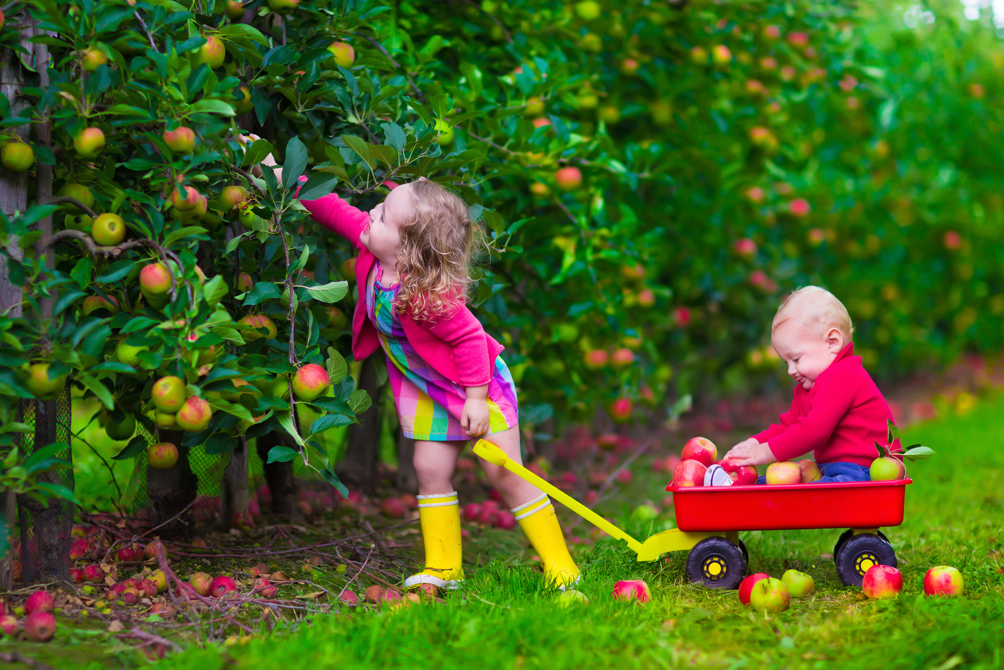 Enfants cueillent des fruits