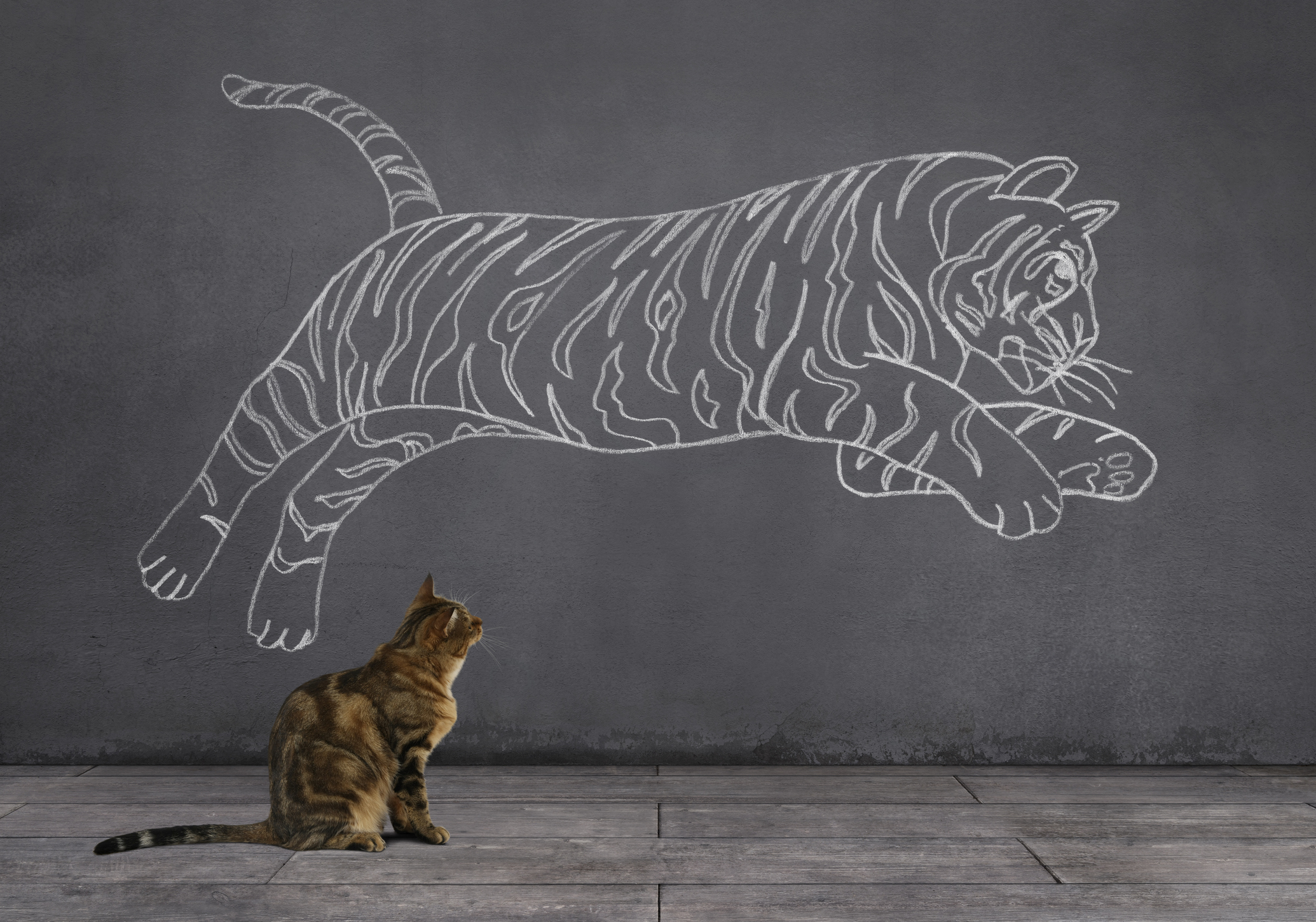Chat regardant un tigre dessiné sur un mur