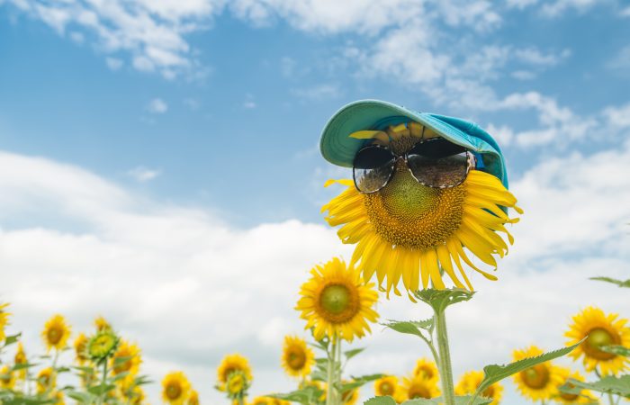 Tournesol avec des lunettes de soleil
