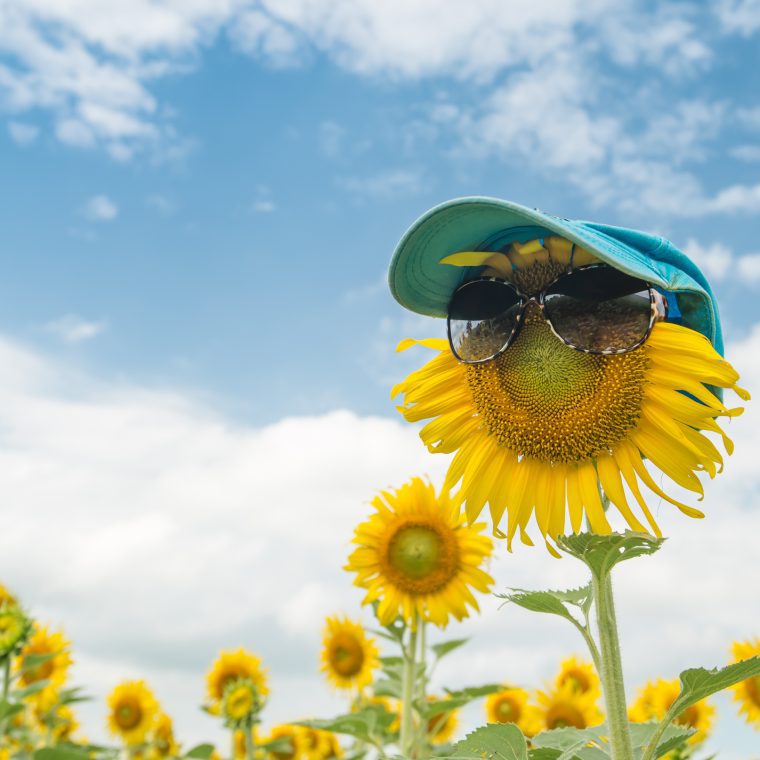 Tournesol avec des lunettes de soleil