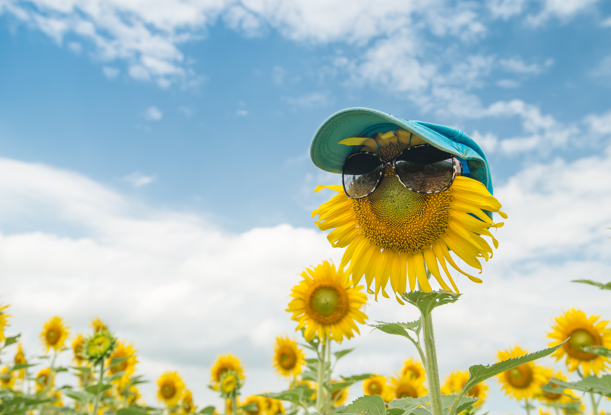 Tournesol avec des lunettes de soleil