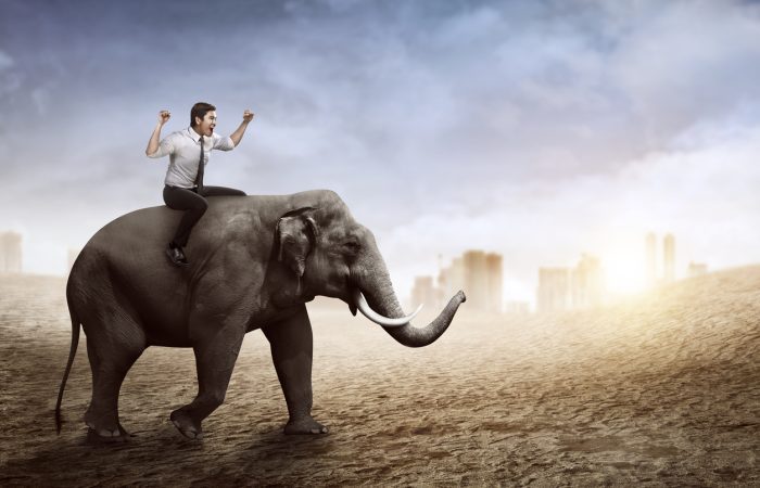 Homme chevauchant un éléphant