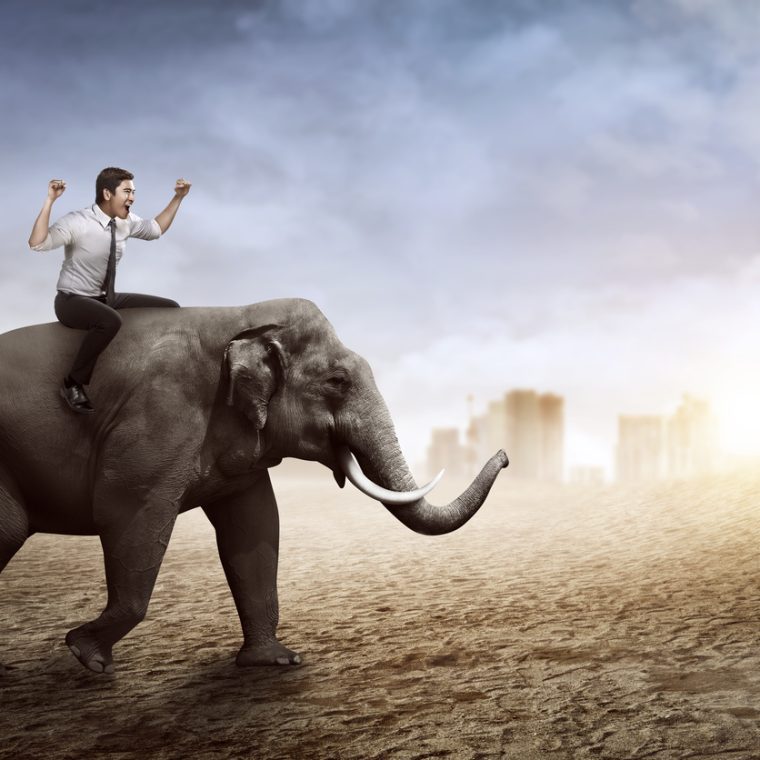 Homme chevauchant un éléphant