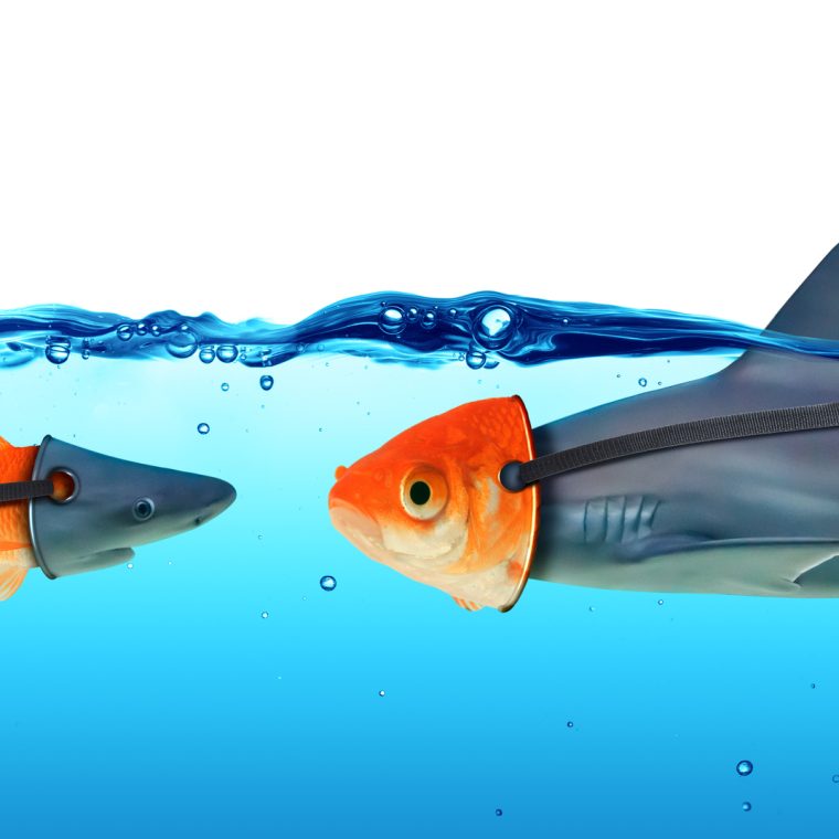 Poisson rouge et requin déguisés