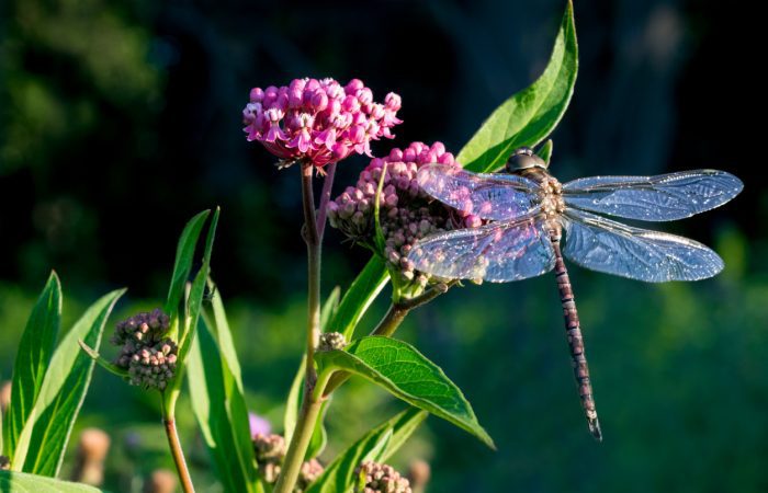 Libellule sur une plante colorée