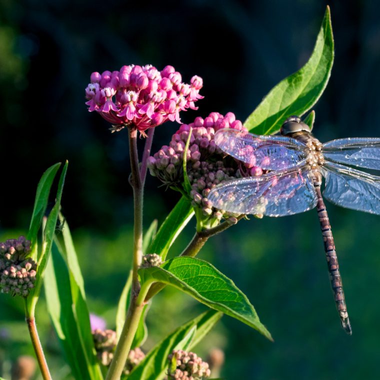 Libellule sur une plante colorée