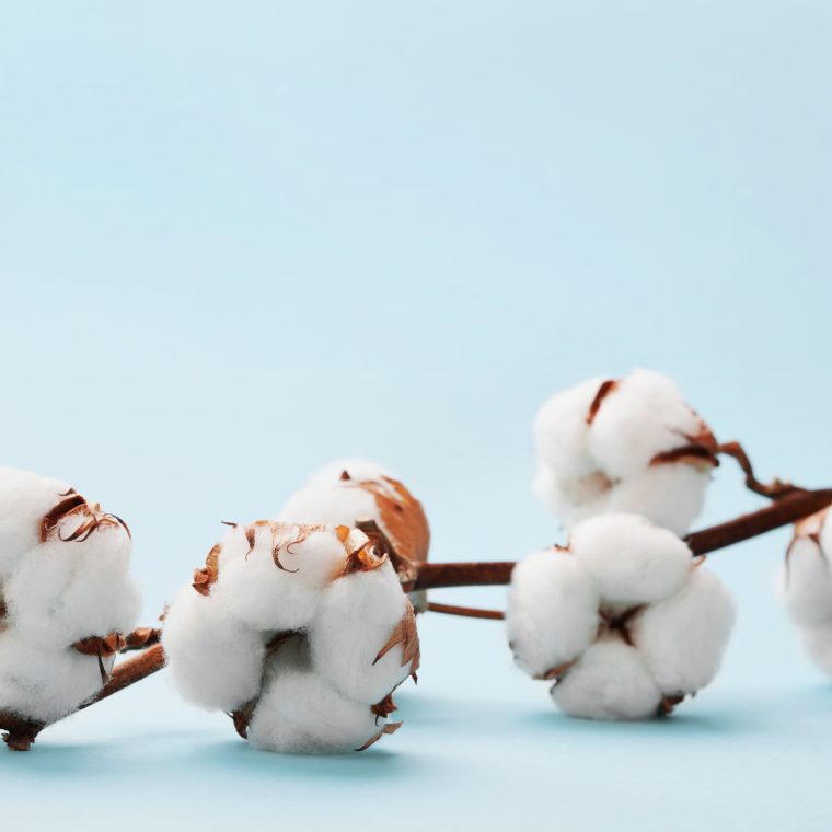 Fleurs de coton