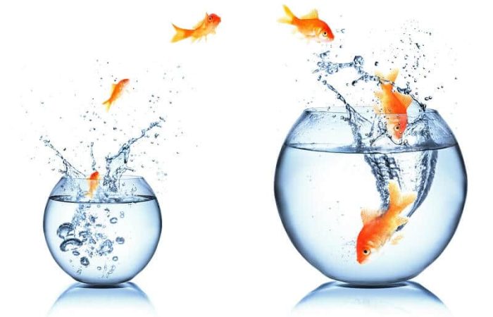 Poisson change d'aquarium