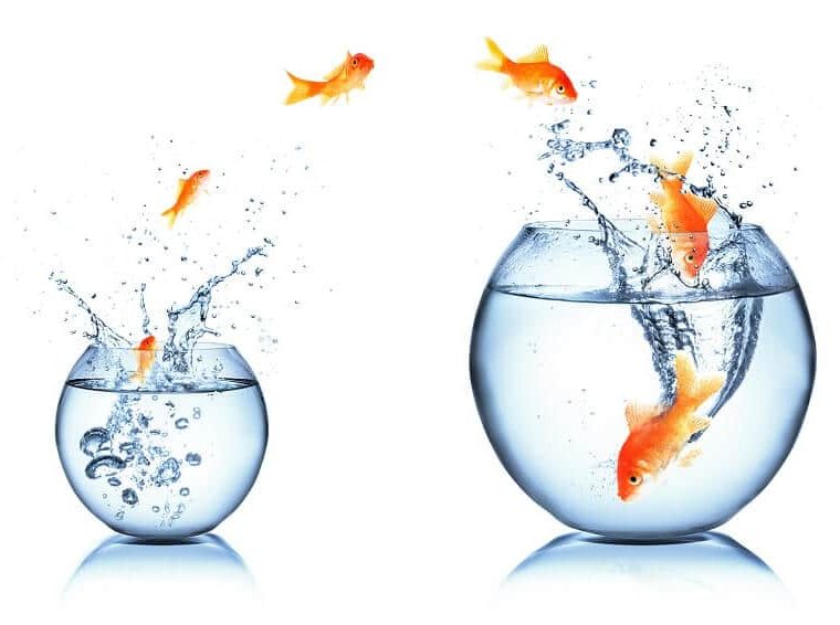 Poisson change d'aquarium