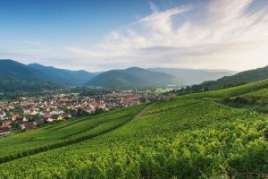 Vignes et forets GFI investissement
